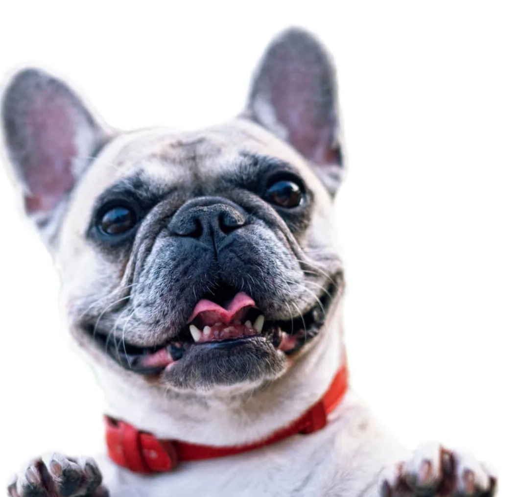 Smiling French bulldog in a red collar with its paws up