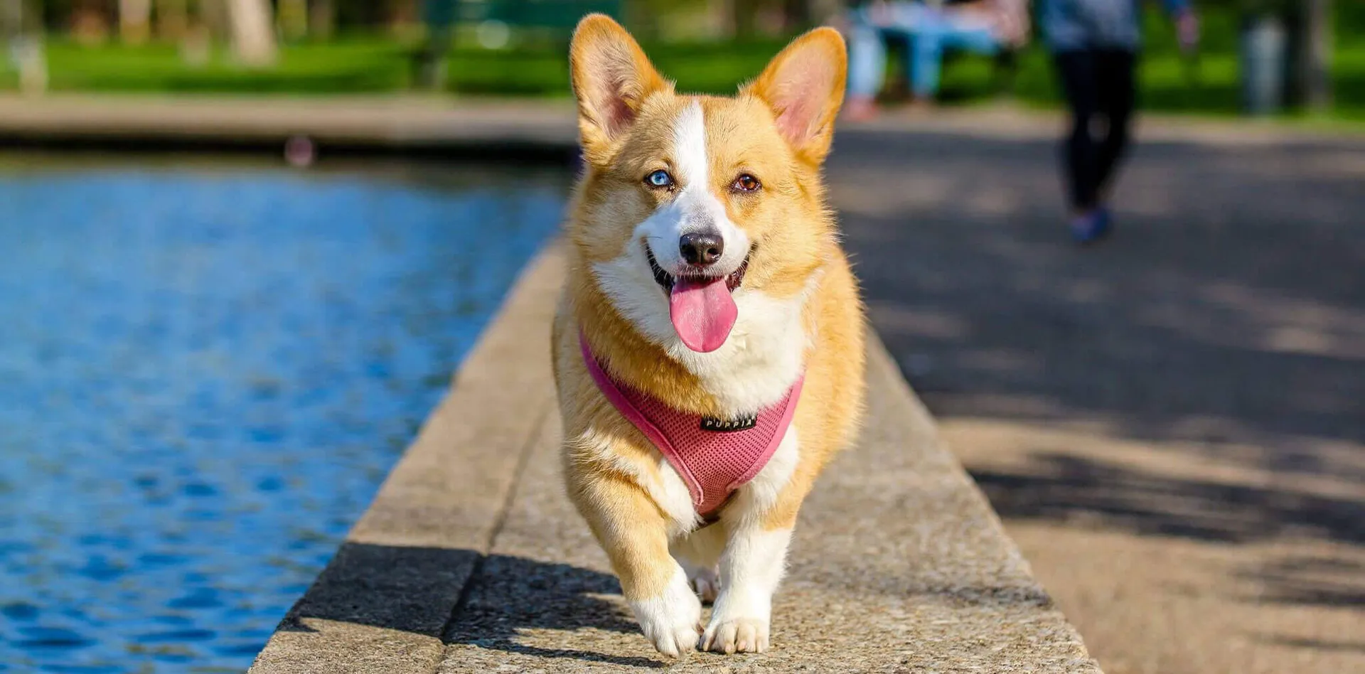 Corgi in a pink harness walking along a waterfront path