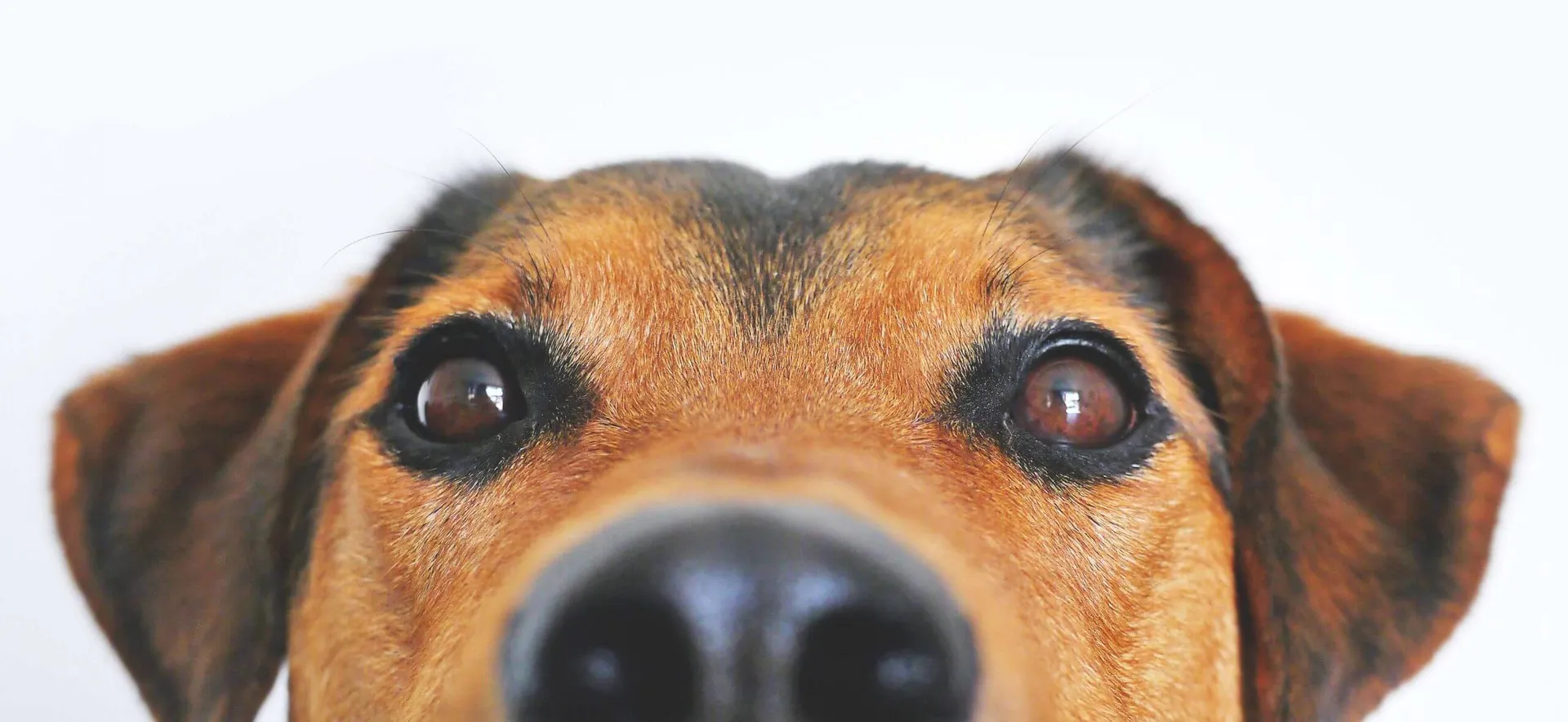 Close-up of a brown and black dog peeking over the edge of the frame
