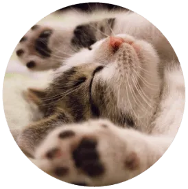 kitten
