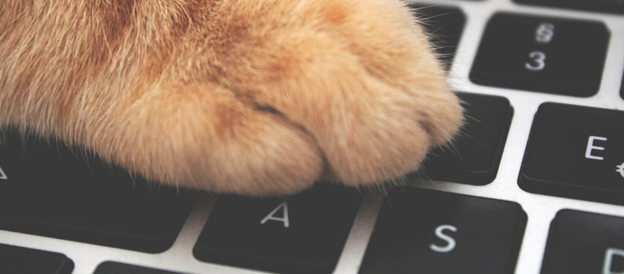 cat-keyboard