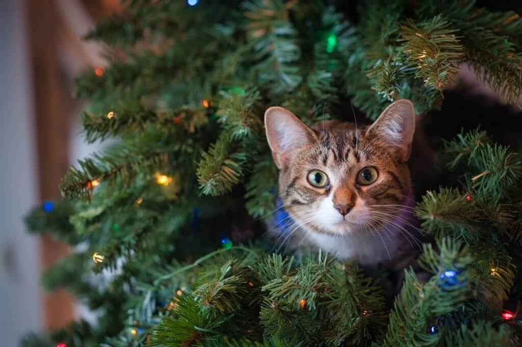 christmas-tree-cat