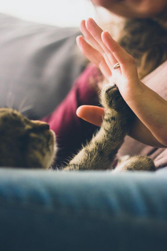 kitten-high-five